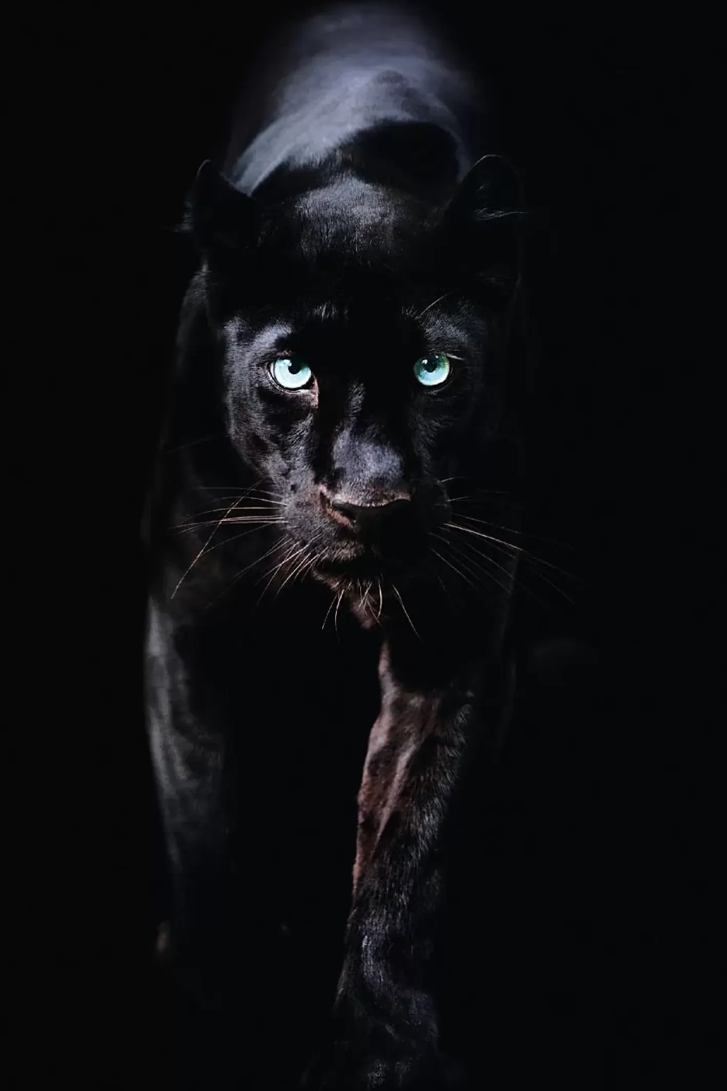 NANU-NANA Poster Black Panther, Nr. 179 Discount