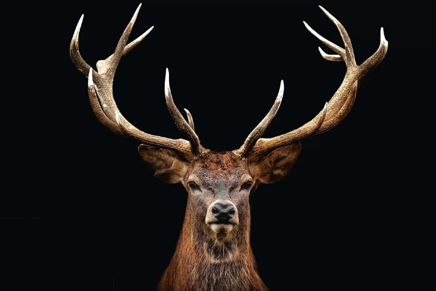 NANU-NANA Poster Deer Portrait, Nr. 163 Discount