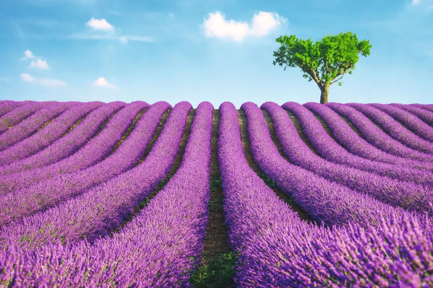 NANU-NANA Poster Lavender Field, Nr. 147 Best Sale