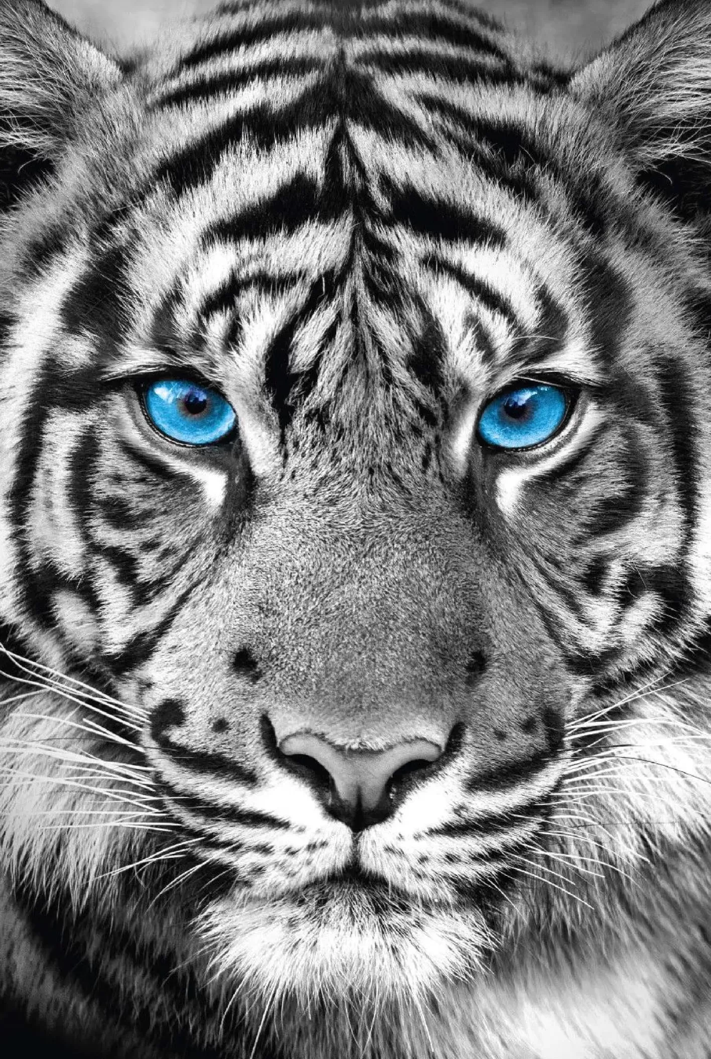 NANU-NANA Poster Tiger Blue Eyes, Nr. 48 Store